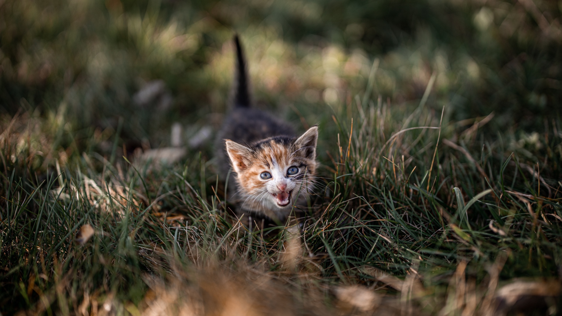 Kitten meowing