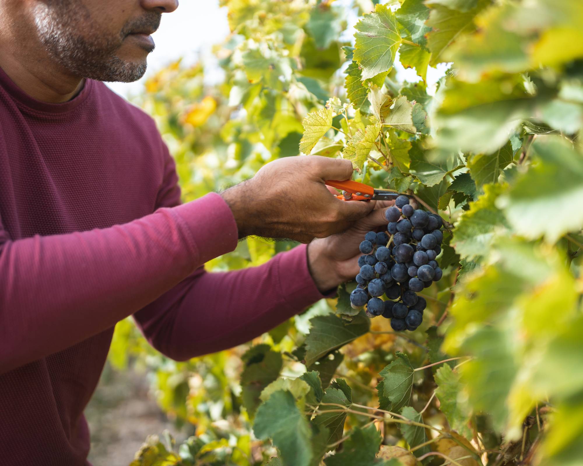 Man harvesting grapes from grapevine