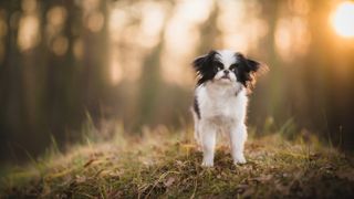 Japanese Chin