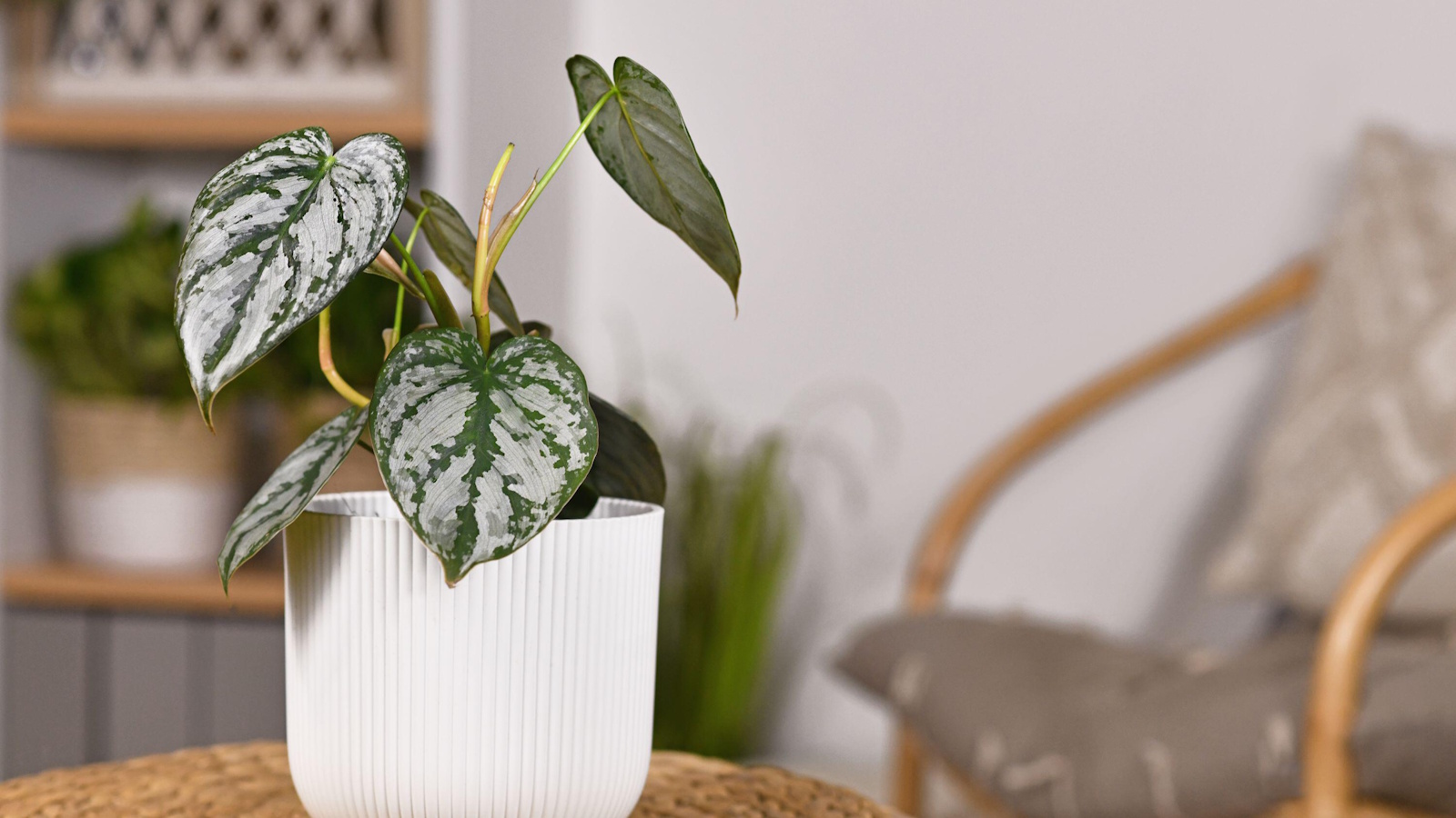How to make your own philodendron potting mix