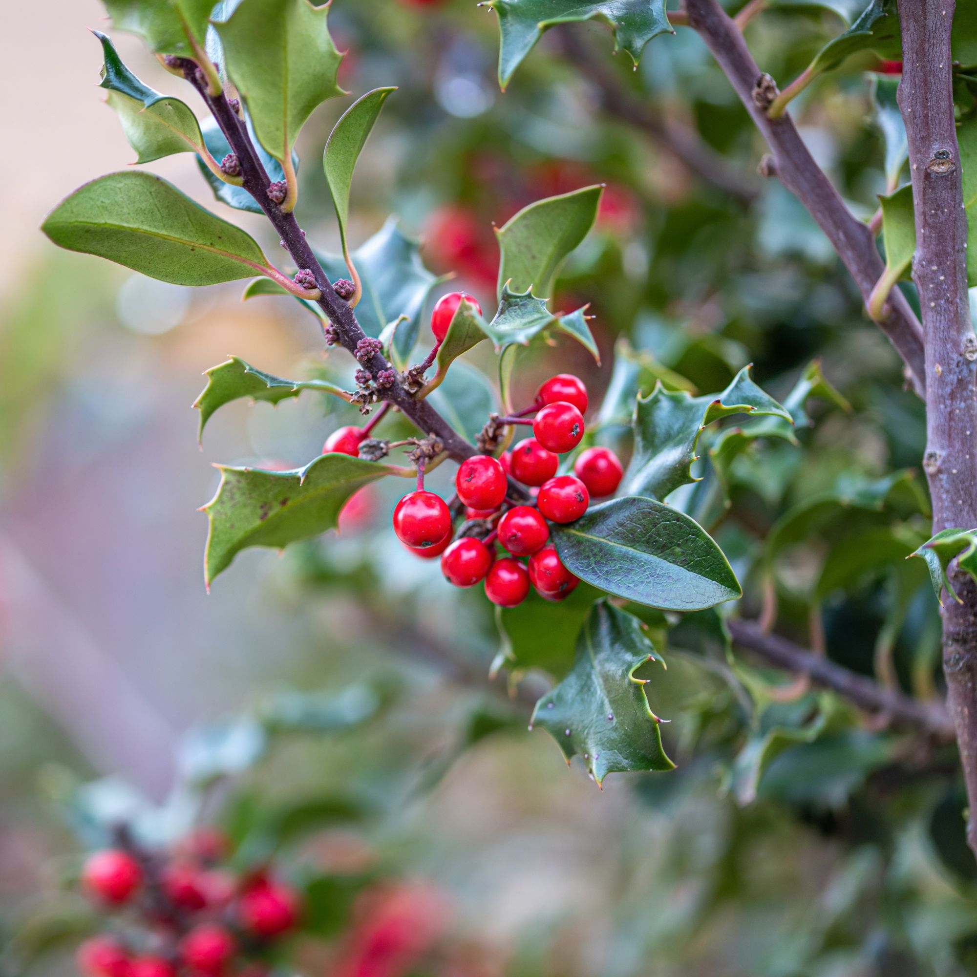holly tree