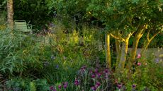 shade garden with Acer tree