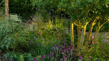 shade garden with Acer tree