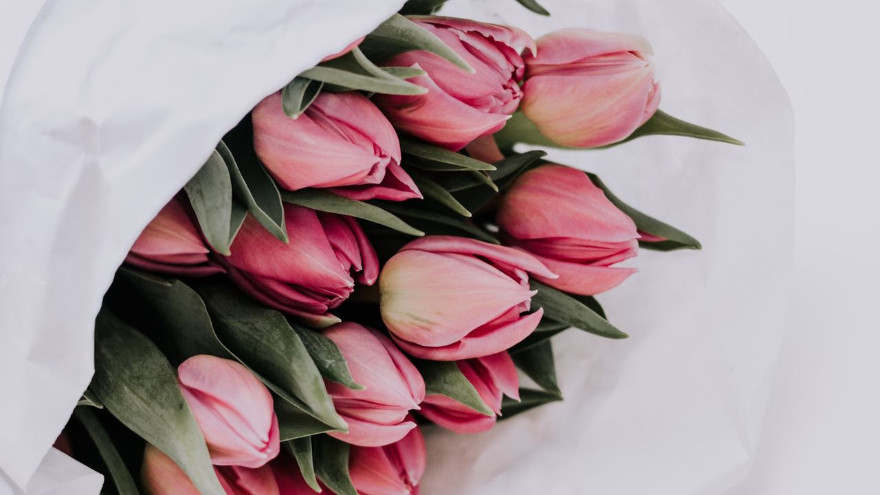 Pink tulips wrapped in white paper