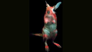 Compounds in the springhares' fur fluoresce in the yellow, orange or red regions of the visible spectrum, generating a bright pink glow.