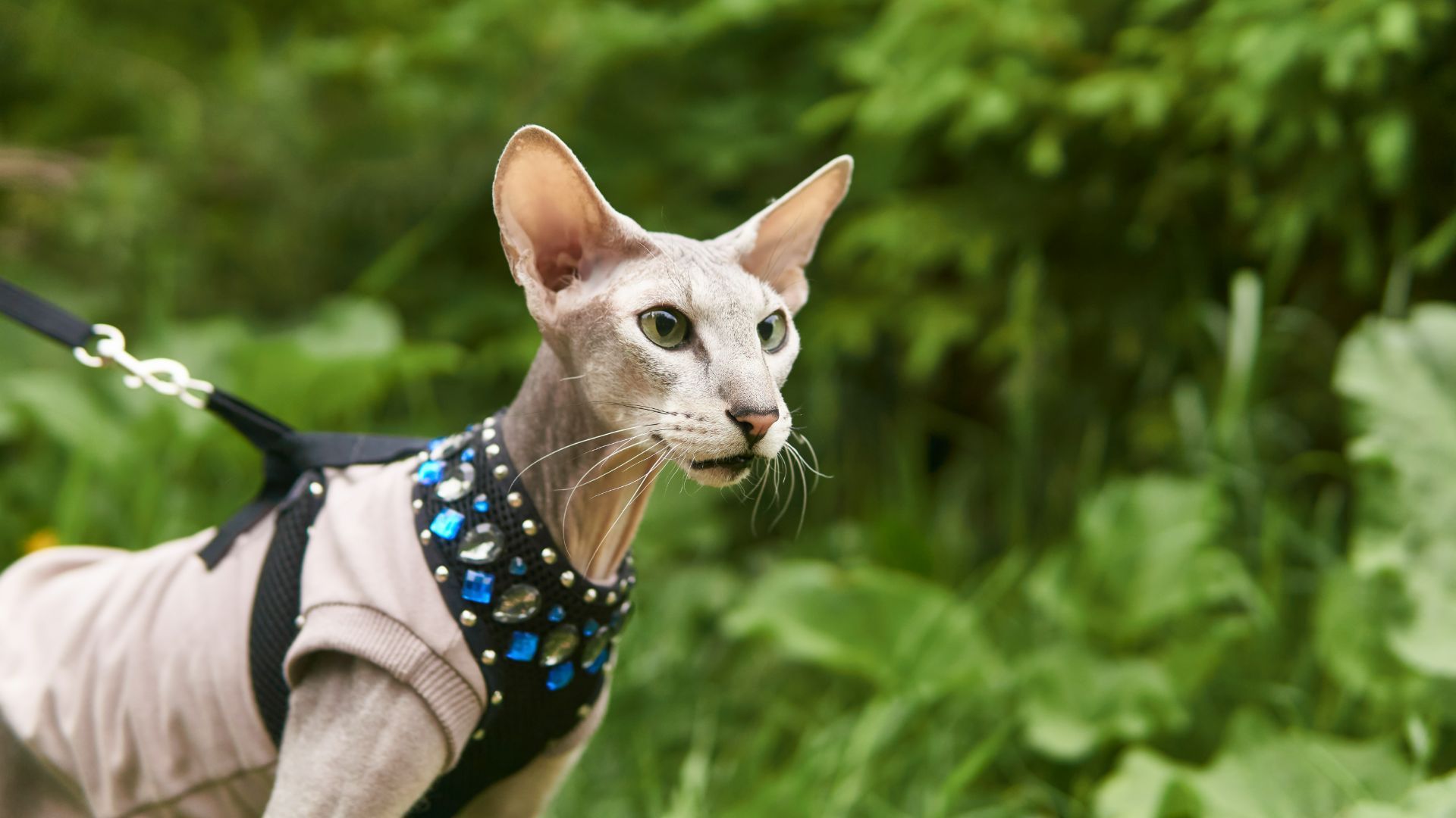 Peterbald cat on a leash