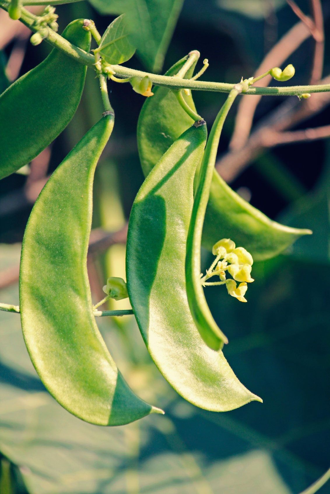 Lima Beans