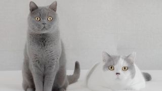 British shorthair cats