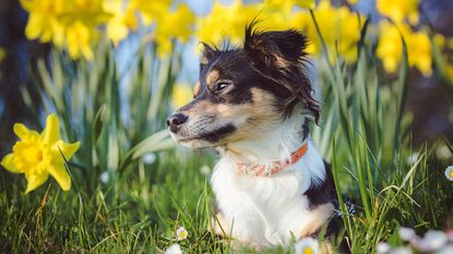 dog sitting amongst daffodils