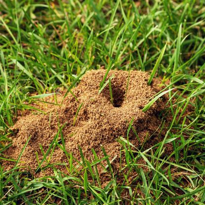 Ant hill in grassy lawn