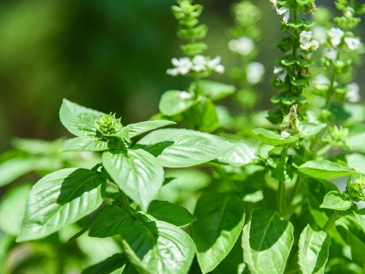 Green Herbs