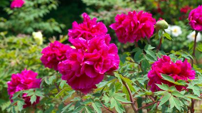 dark pink Tree Peony flowers