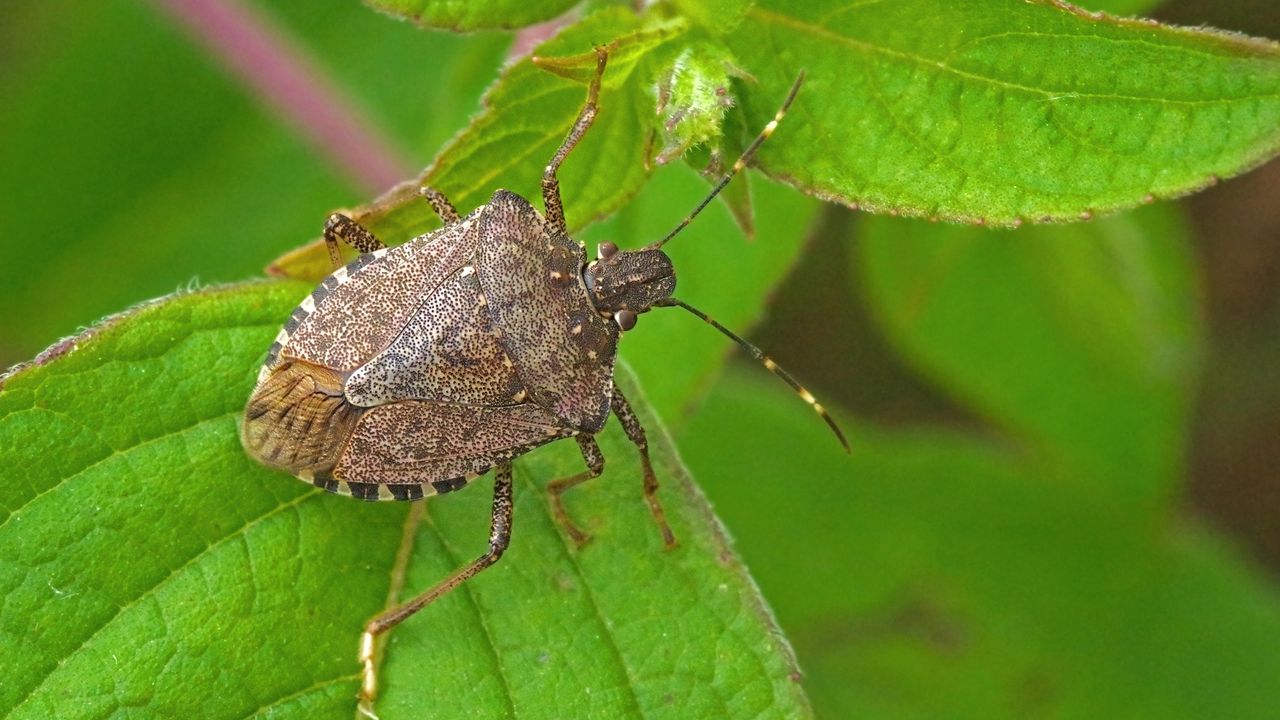 brown marmorated stink bug Halyomorpha halys