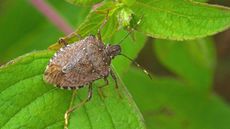 brown marmorated stink bug Halyomorpha halys
