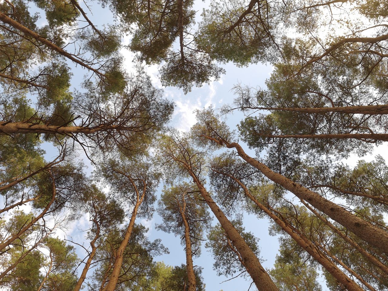 Looking up at trees in a woodland