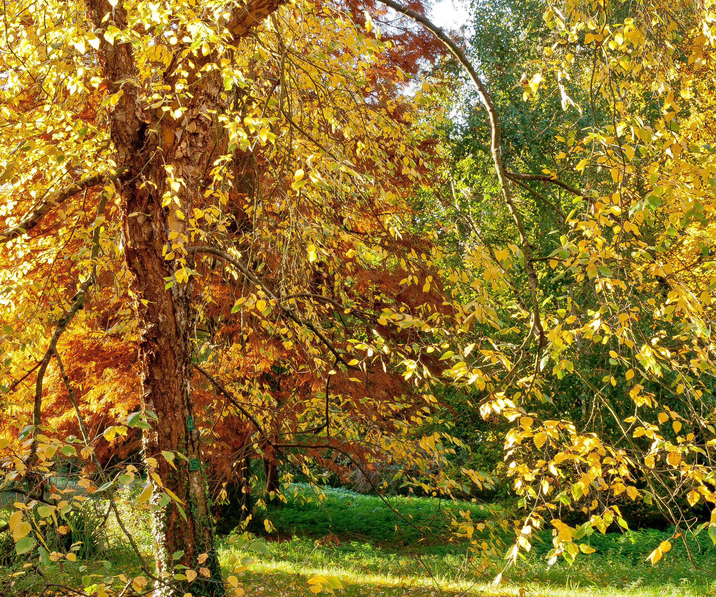 heritage river birch with yellow and copper leaves