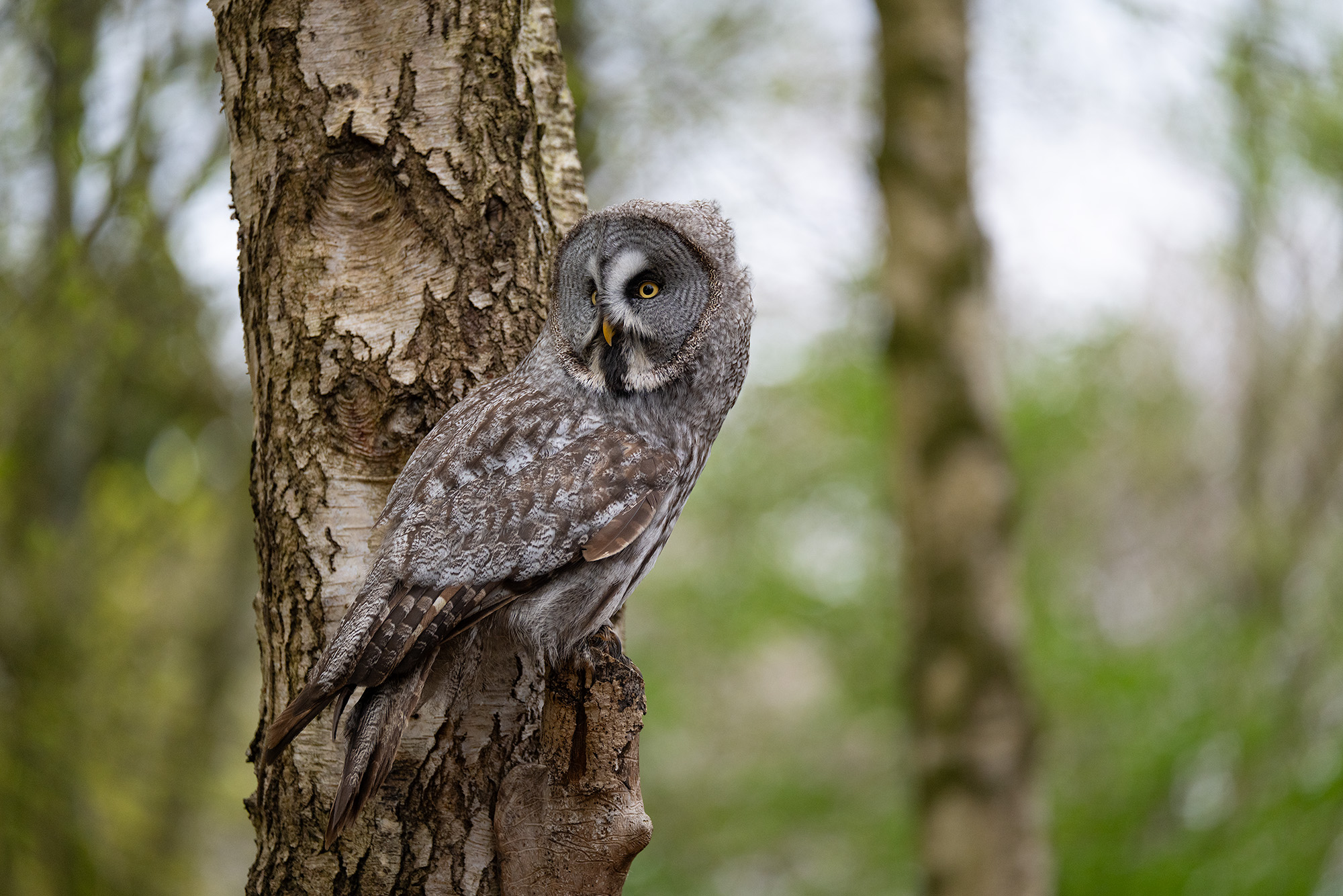 Great grey owl portrait sat in tree