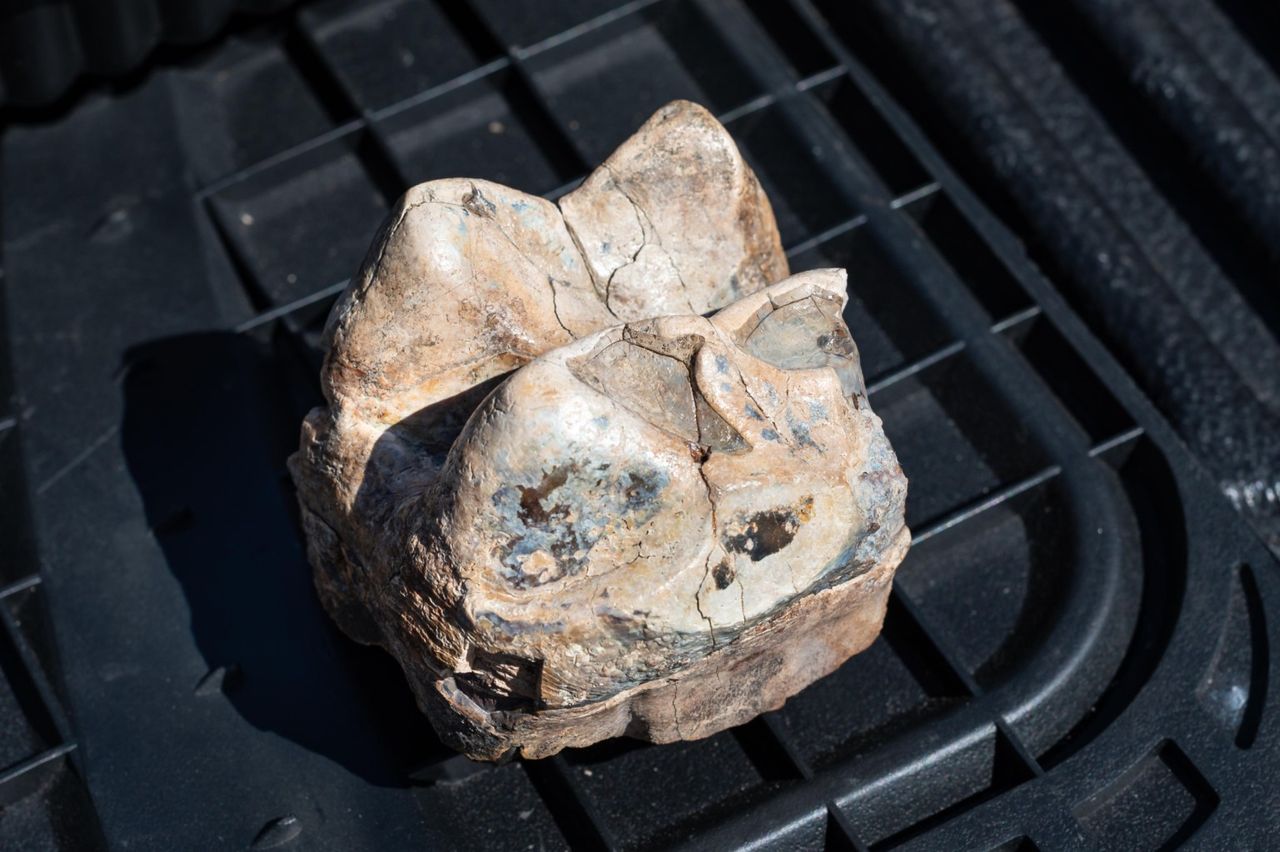 tooth from a mastodon