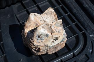 tooth from a mastodon