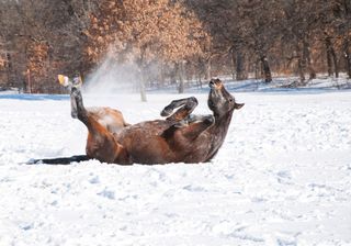 horse rolling in snow