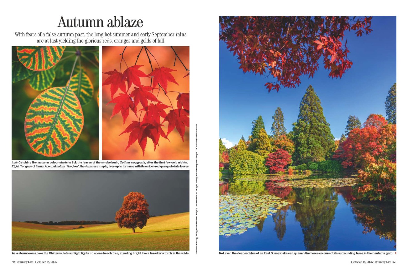 Magazine spread from Country Life 15 October 2025