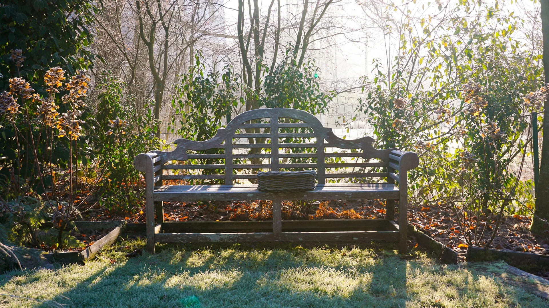 Remove Fallen Leaves