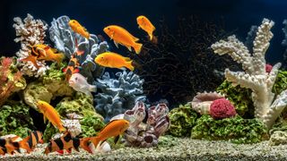 Gold fish swimming in fish tank