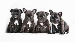 French Bulldog facts