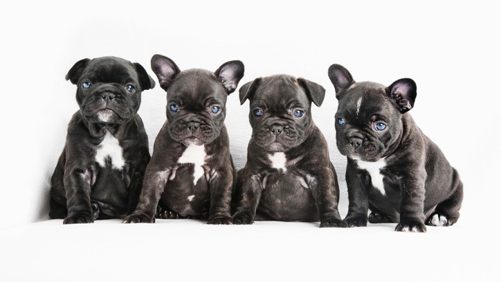 6 French Bulldog Facts: Find Out About These Proud Pooches 