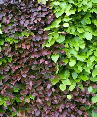 A beech hedge