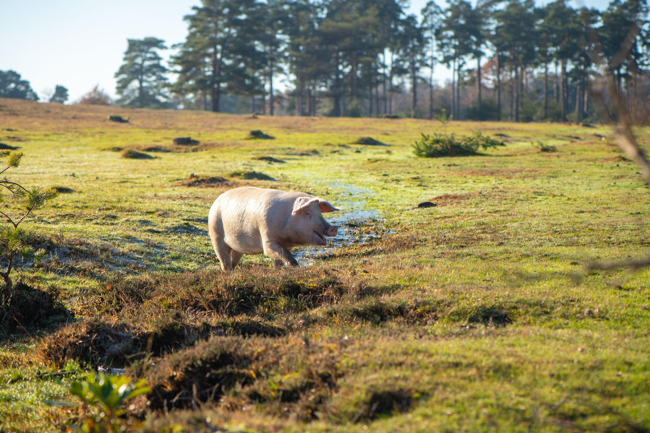 A lone pig wanders across a bog. It is contemplating life's big questions