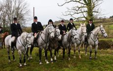 TVHarriers031.jpg