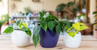 Different varieties of neon, green and variegated leaf of philodendron houseplants that are toxic to cats