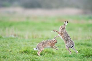 march hare