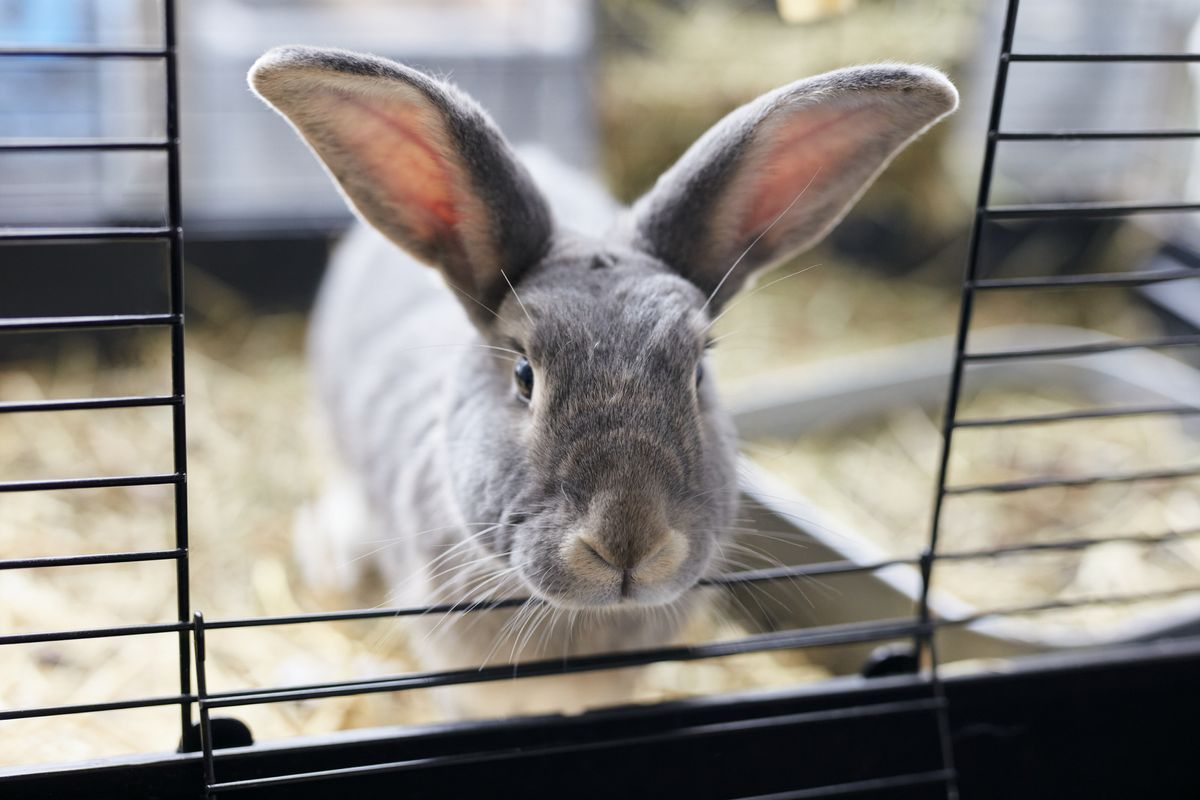 A gray rabbit sits inside one of the best indoor rabbit hutches. 