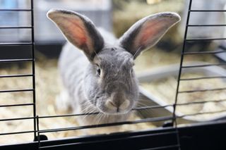 A gray rabbit sits inside an indoor hutch. 