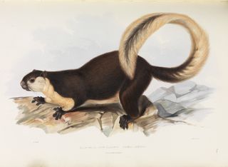 Malayan Giant Squirrel (Sciurus javensis) from Gleanings from the Menagerie and Aviary at Knowsley Hall, ed. John Edward Gray FRS (Knowsley, 1846)