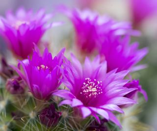 Mammillaria zeilmanniana, Best flowering cactus