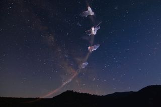 A bat against the Milky Way