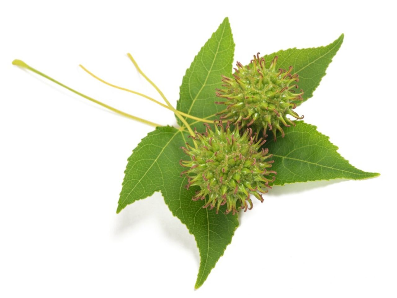 Sweetgum Tree Leaf And Seeds