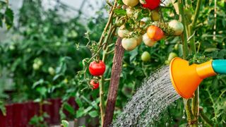 A tomato plant being watered by a watering can