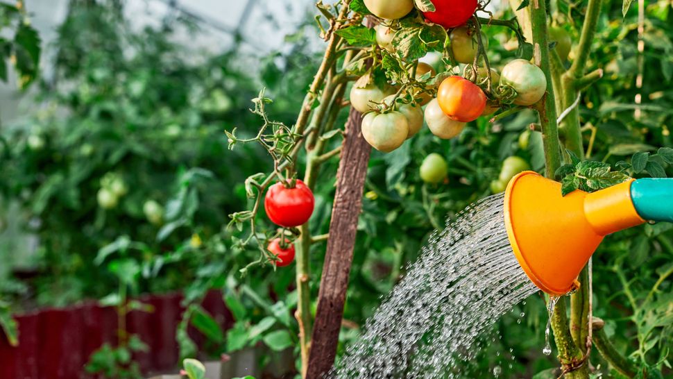 How often should you water tomato plants and when should you do it