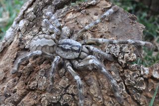 Meet the tarantula as big as your face, Poecilotheria rajaei.