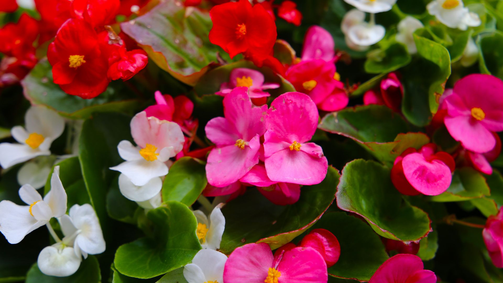 picture of red pink and white begonias growing together
