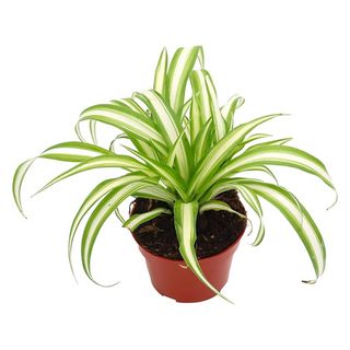 variegated spider plant from California Tropicals on white background
