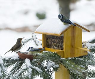 Robin and blue tit perched on a bird feeder in a tree covered with snow