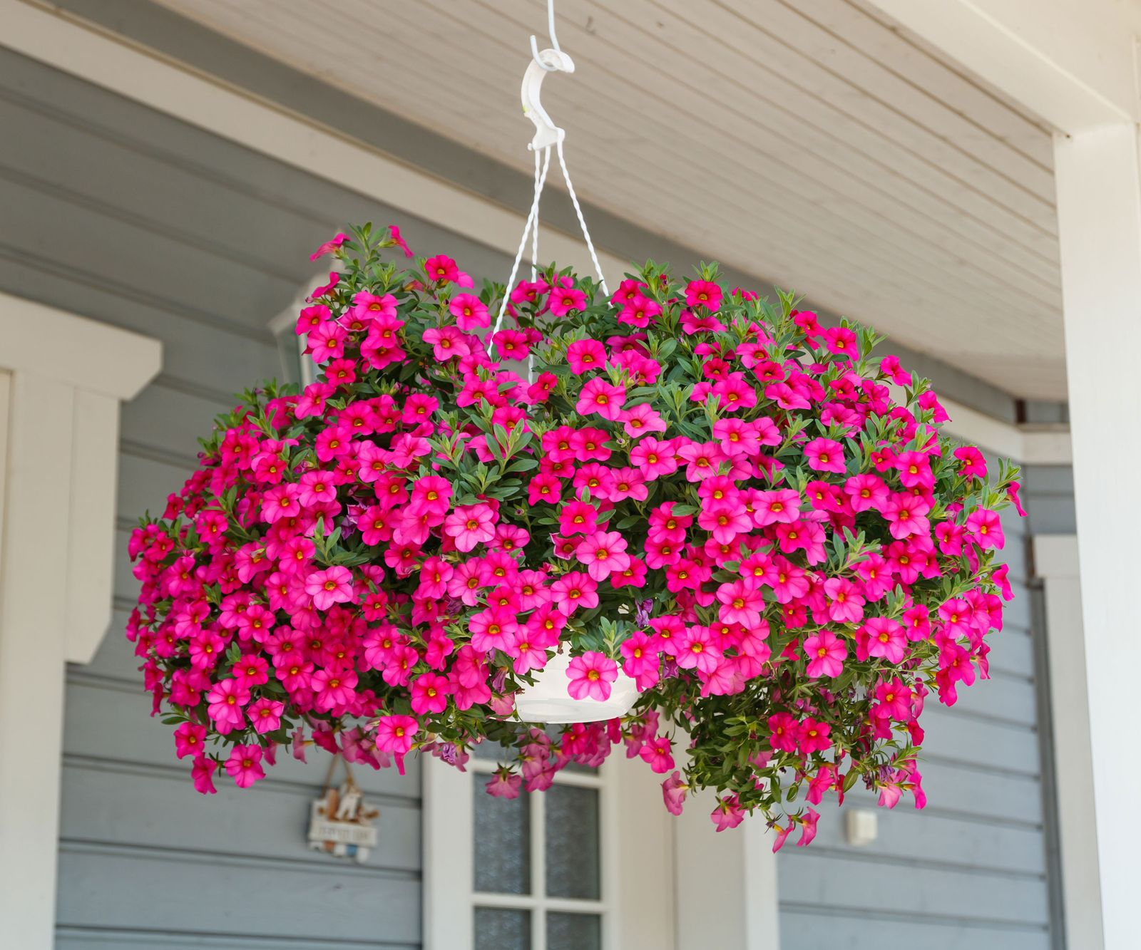 10 Best Flowers For Hanging Baskets Filled With Color | Gardening Know How