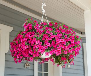 pink calibrachoa flowering in hanging basket