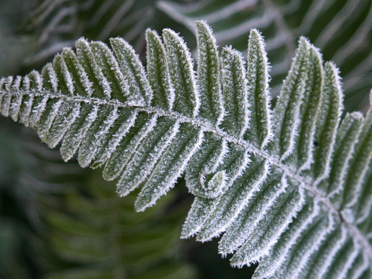 Cold Hardy Ferns That Can Withstand Winter Weather Gardening Know How