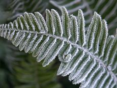Closeup of a fern with frost along its edges